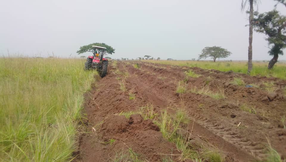 Labour avant plantation