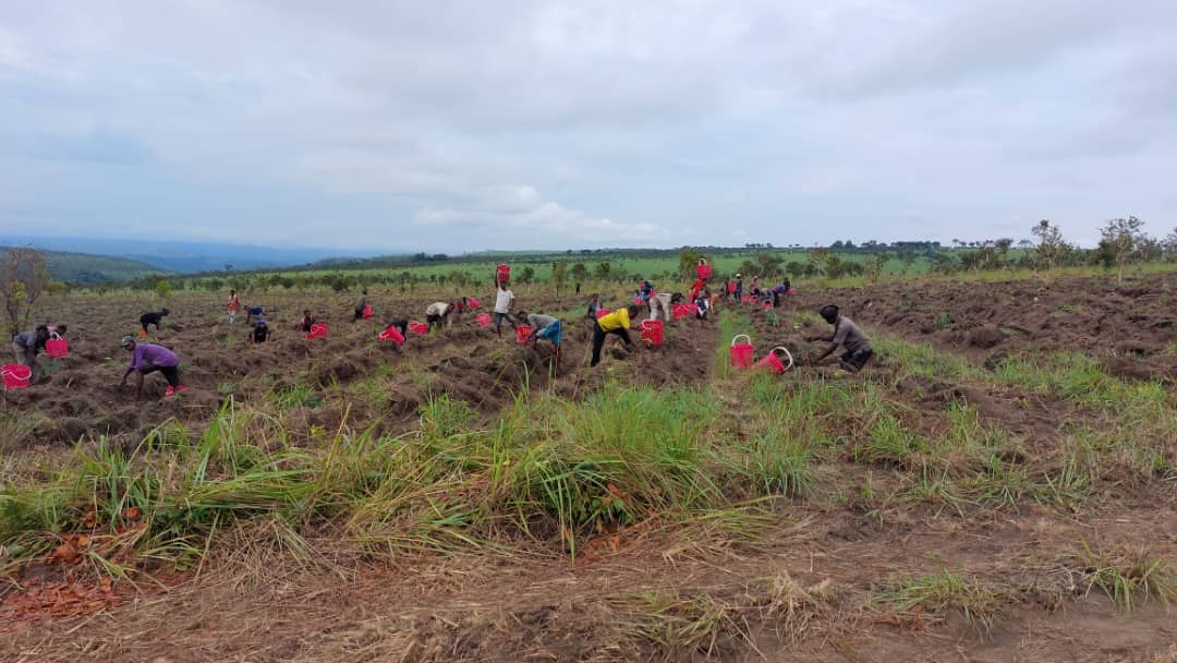 Journée de plantation à Punkulu en 2024 : une trentaine de personnes mettent de jeunes plants en terre