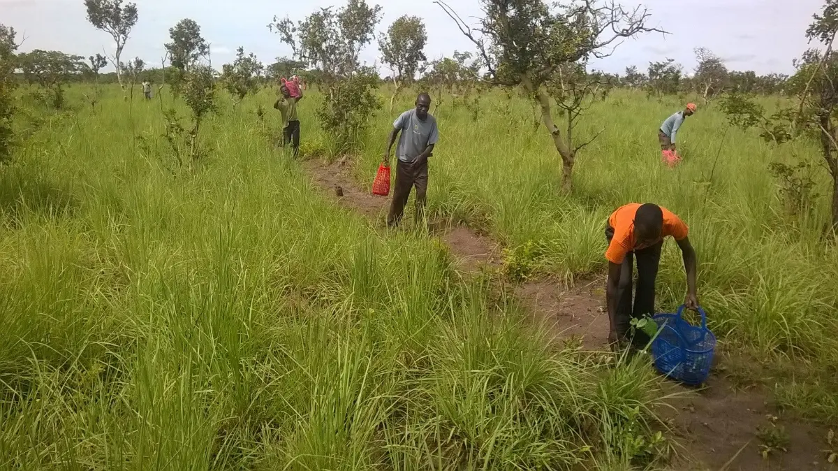 Plantation à Tomoti en 2016 : trois membres de l'équipe repiquent des plants dans la savane