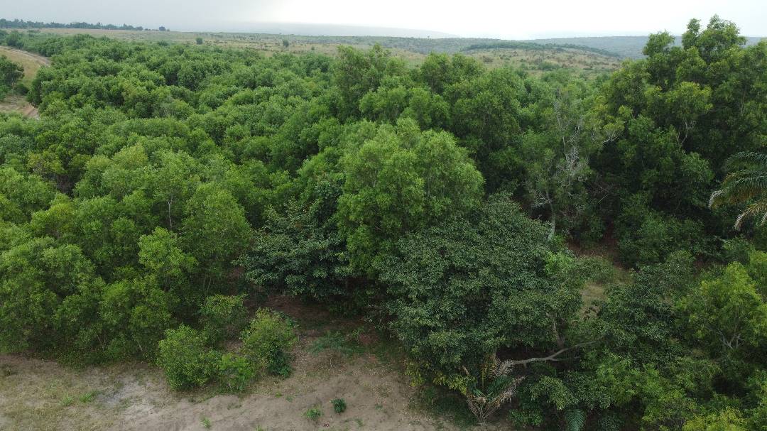 Parcelle reboisée à Bitshambele vue de dessus : les jeunes arbres referment la canopée