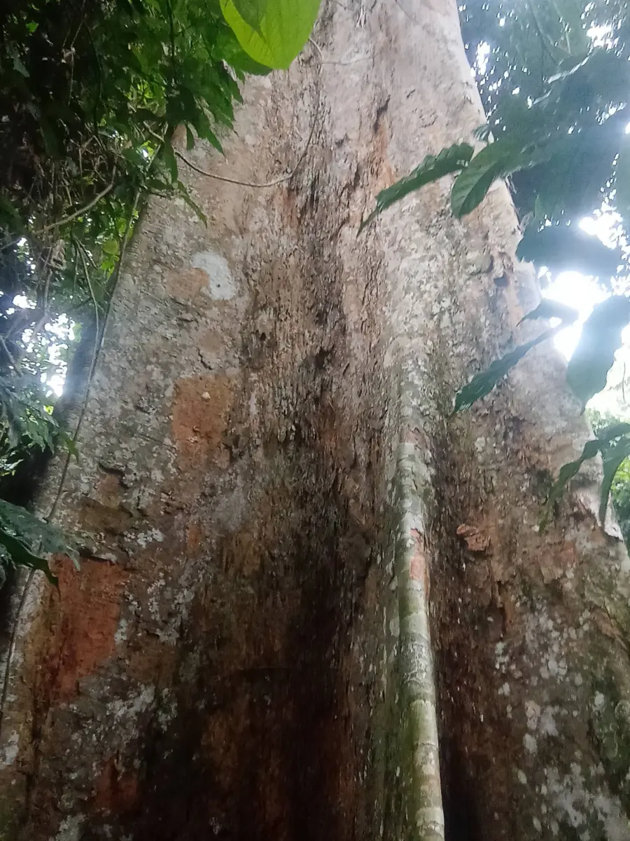 Le tronc d'un arbre géant de la forêt primaire, plus large que deux personnes