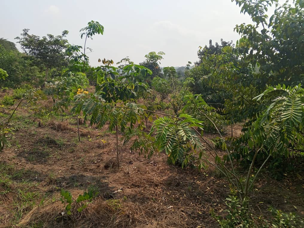 La même parcelle de Punkulu deux ans plus tard : les jeunes arbres dépassent la hauteur d'homme
