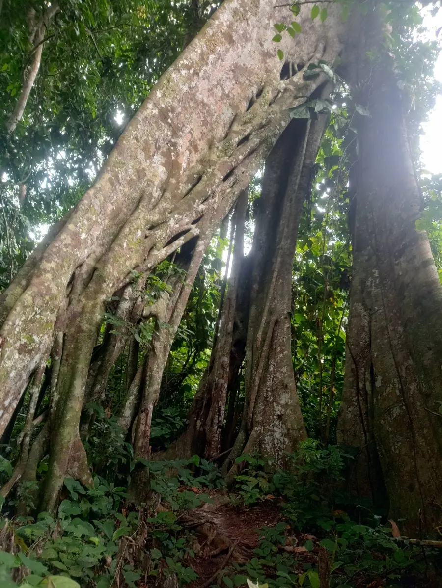 Les racines en contrefort d'un grand ficus de la forêt primaire