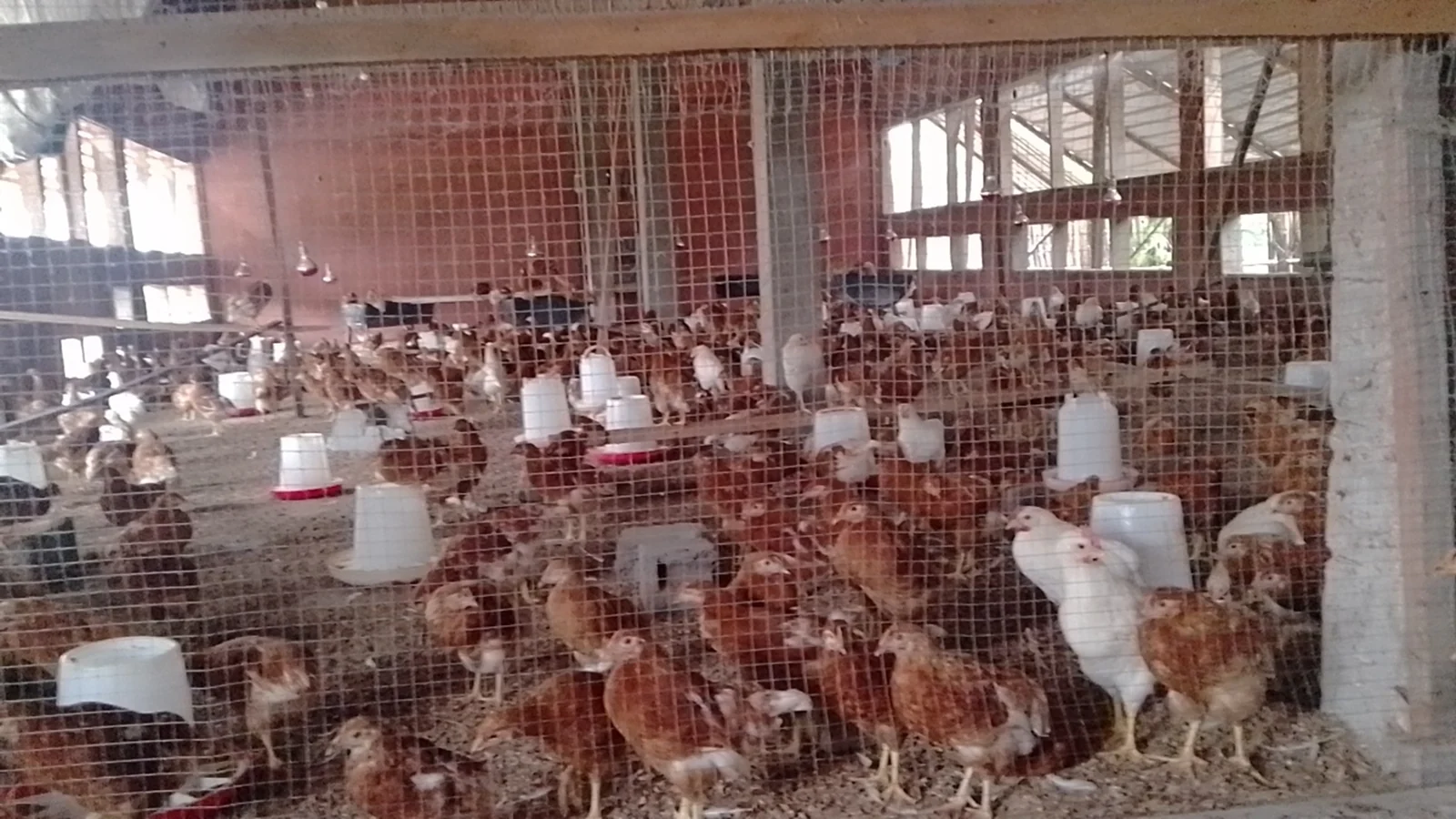 Poulailler villageois : les poules dans l'enclos d'élevage
