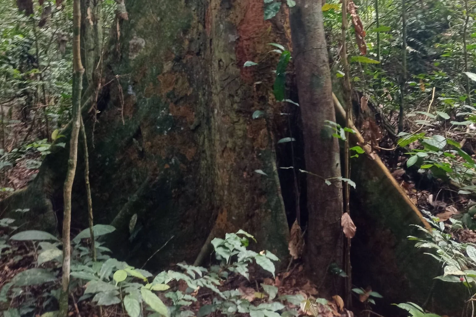 Sauvegarde de la forêt primaire