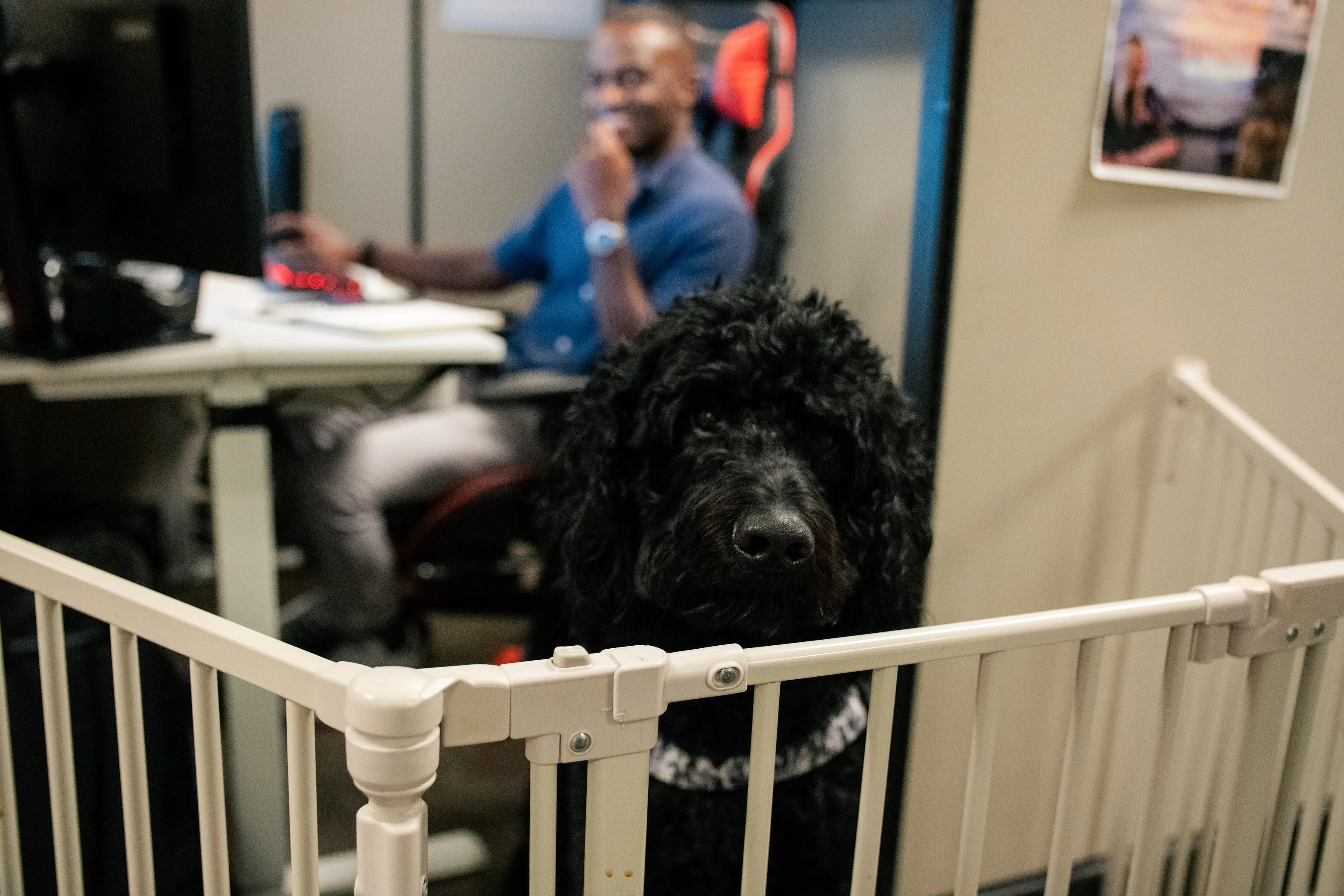 An office dog beside a teammate's desk