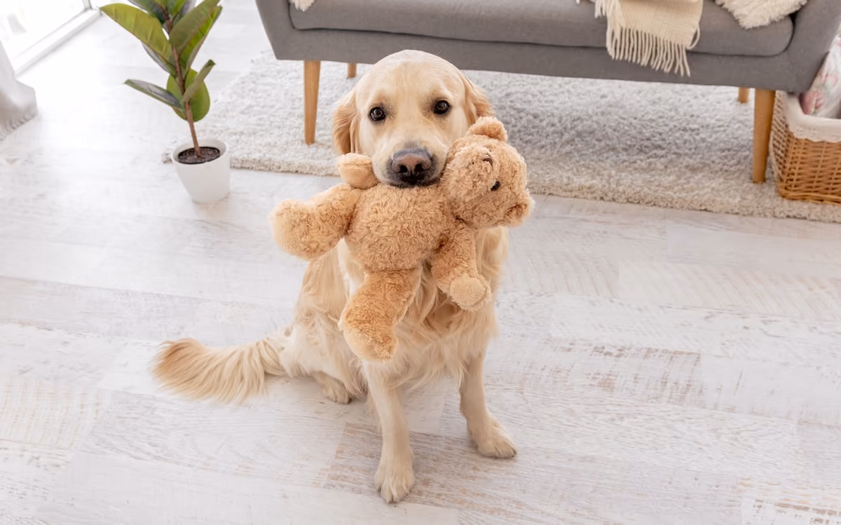 Golden retriever holding teddy