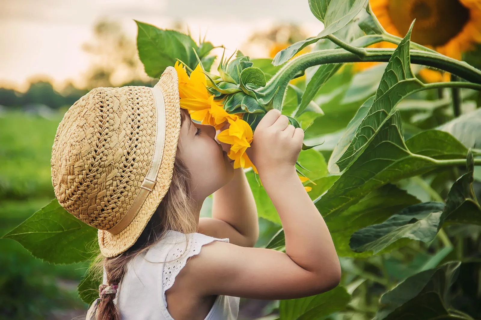 Young girl in a straw hat smelling a bright yellow sunflower in a sunflower field
