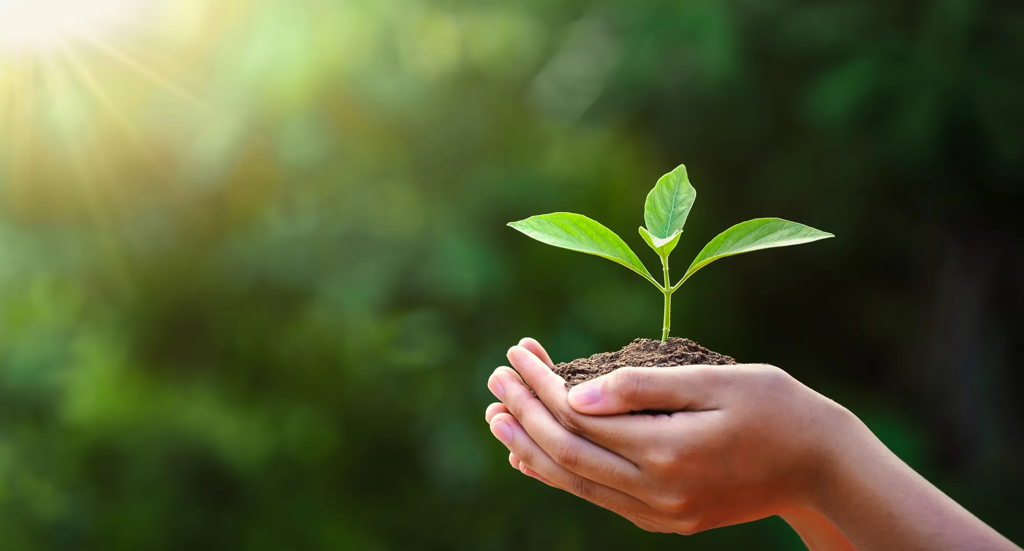 Two cupped hands holding soil with a young green seedling growing from it