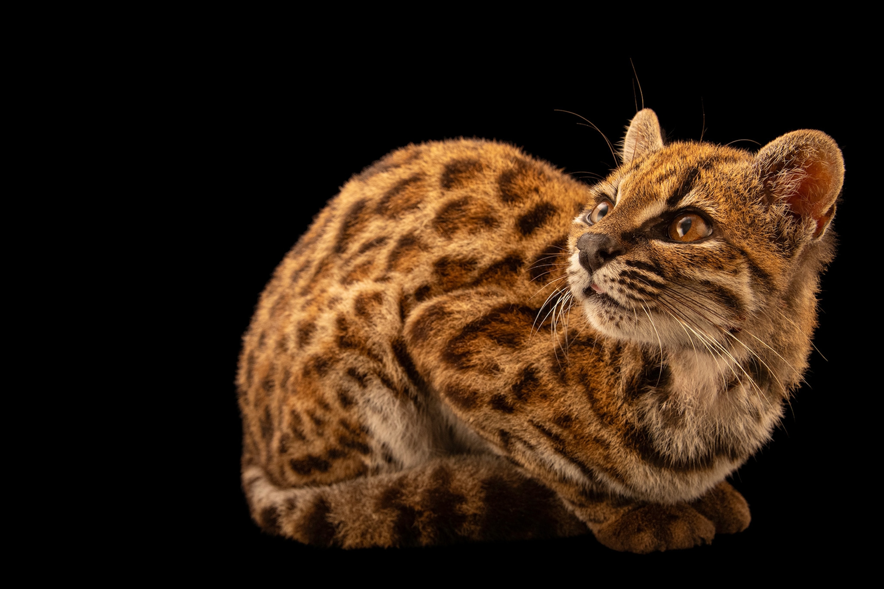 Meet the First New Cat Species Discovered in 100 Years | National Geographic