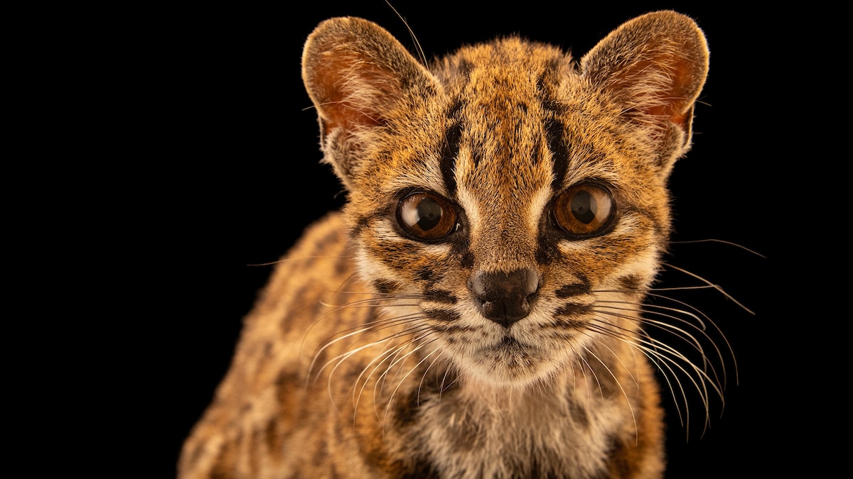 Meet the First New Cat Species Discovered in 100 Years | National Geographic