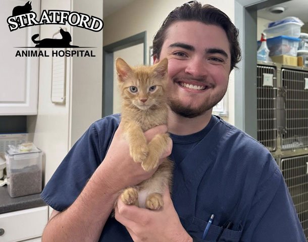 Stratford Animal Hospital staff member with a kitten patient