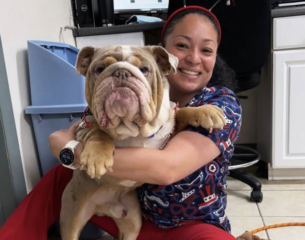 Stratford Animal Hospital staff member with a bulldog patient