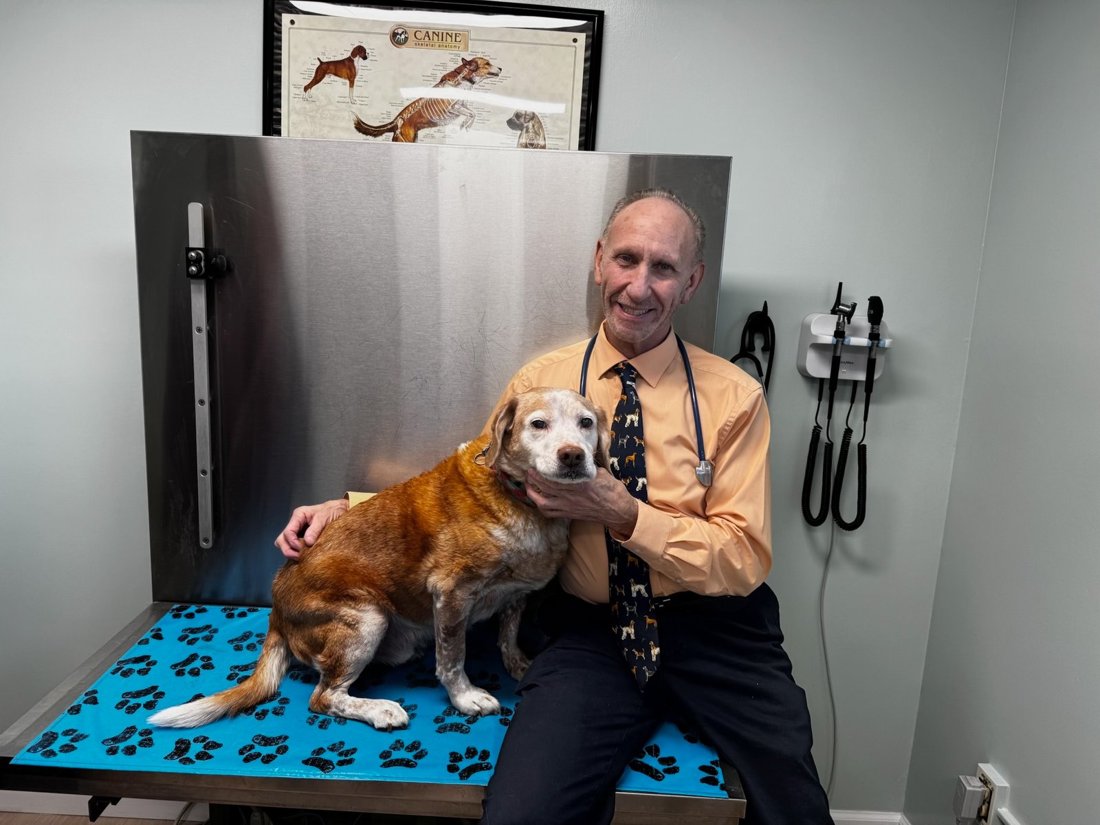 Stratford Animal Hospital doctor examining a dog patient