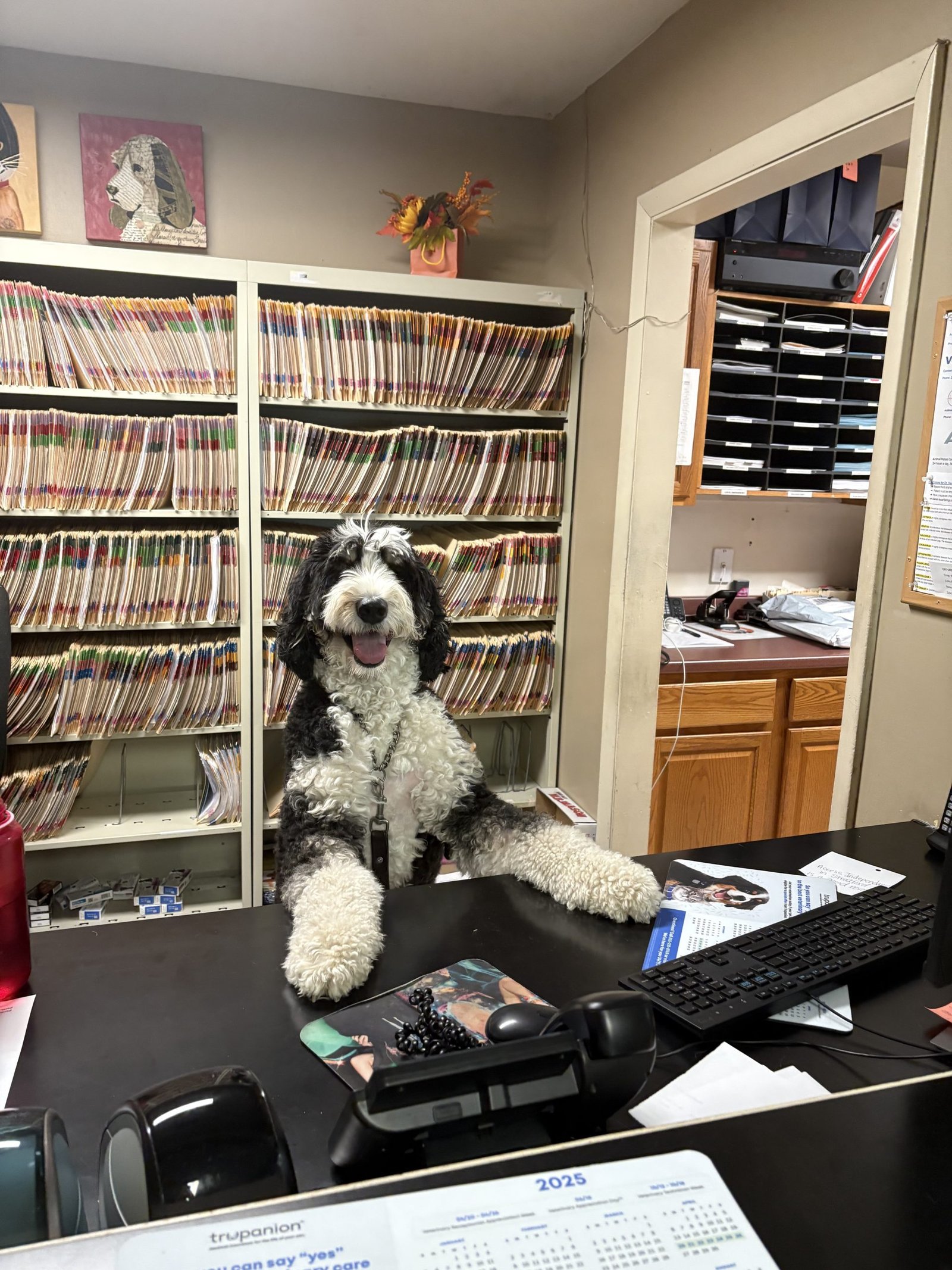 Dog patient at Stratford Animal Hospital