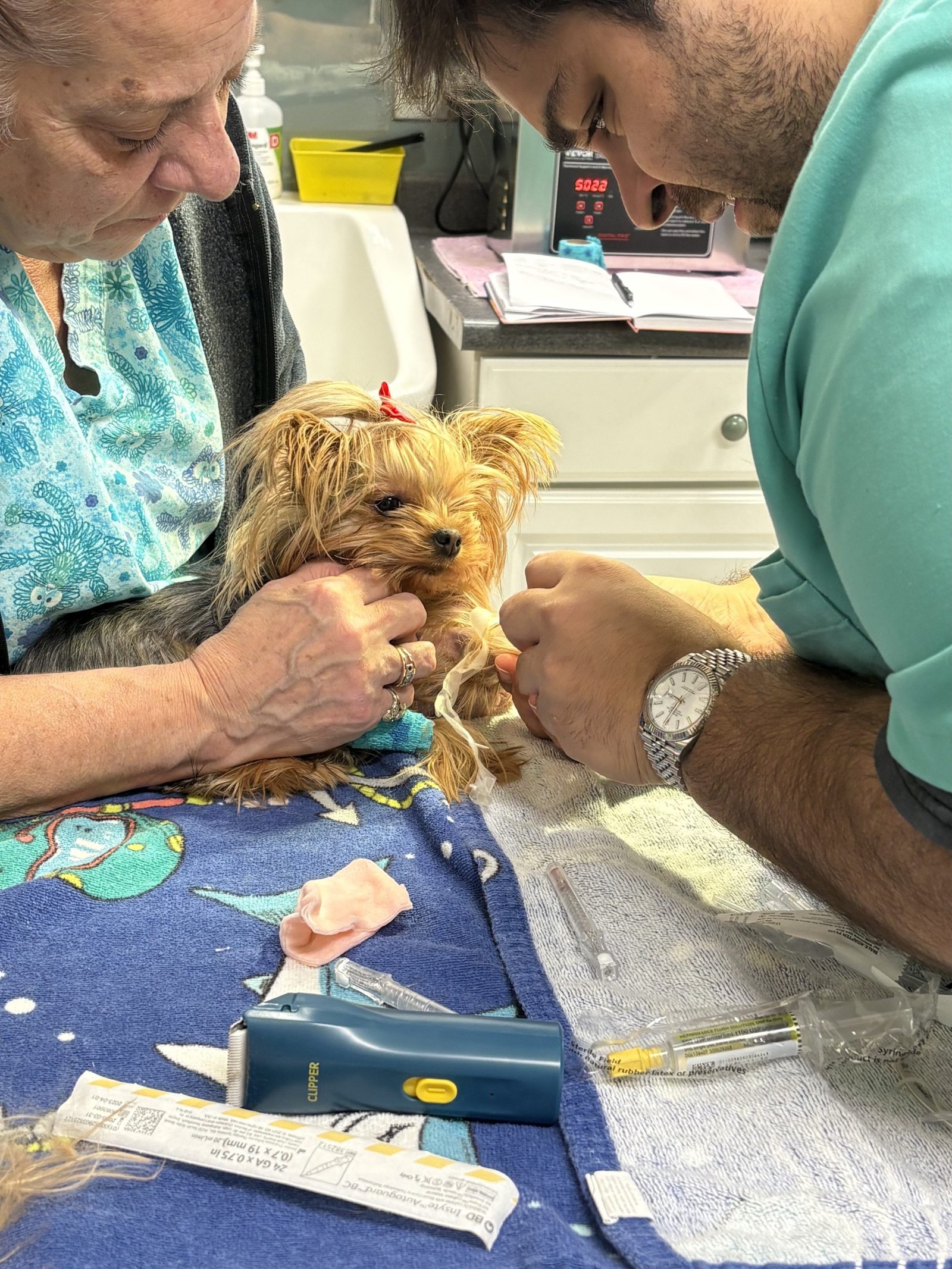 Stratford Animal Hospital staff examining a cat patient