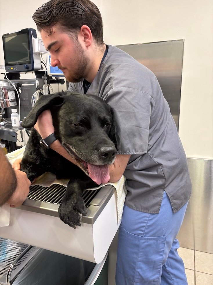 Stratford Animal Hospital staff member holding a dog patient