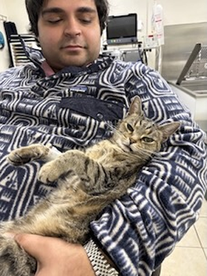 Stratford Animal Hospital staff member with a tabby cat patient