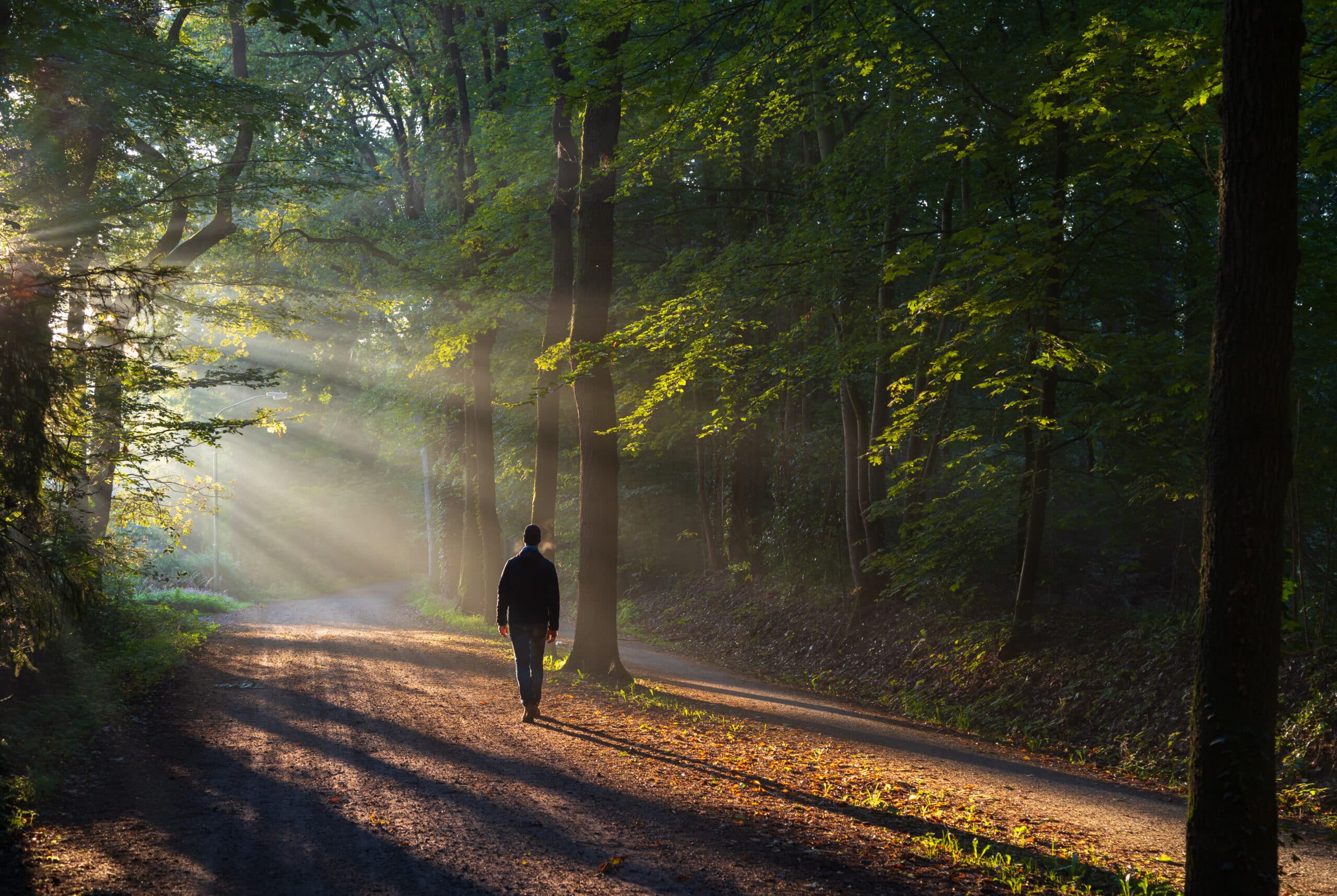 walking in forest