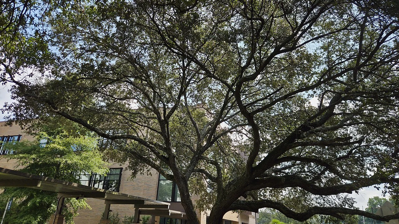 A southern live oak with a broad branching canopy over an open lawn.