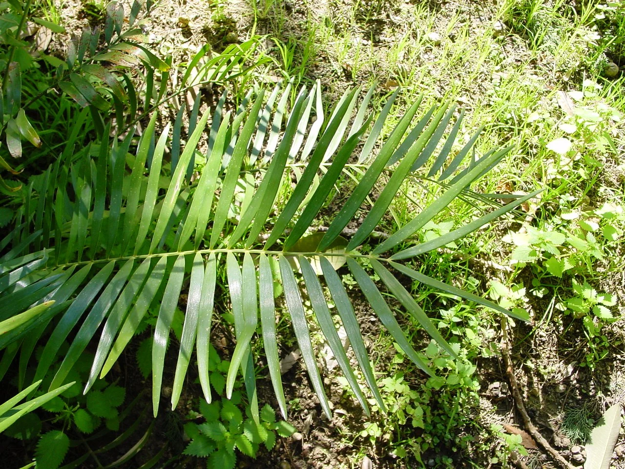 Coontie fronds showing their neat rows of green leaflets.