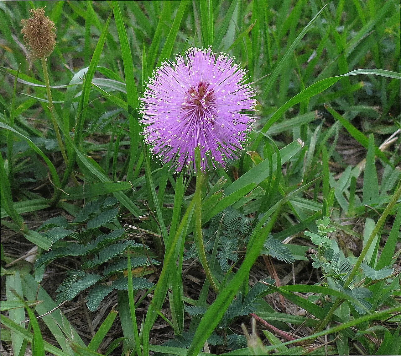 Sunshine mimosa with a pink powderpuff flower and small paired green leaflets.