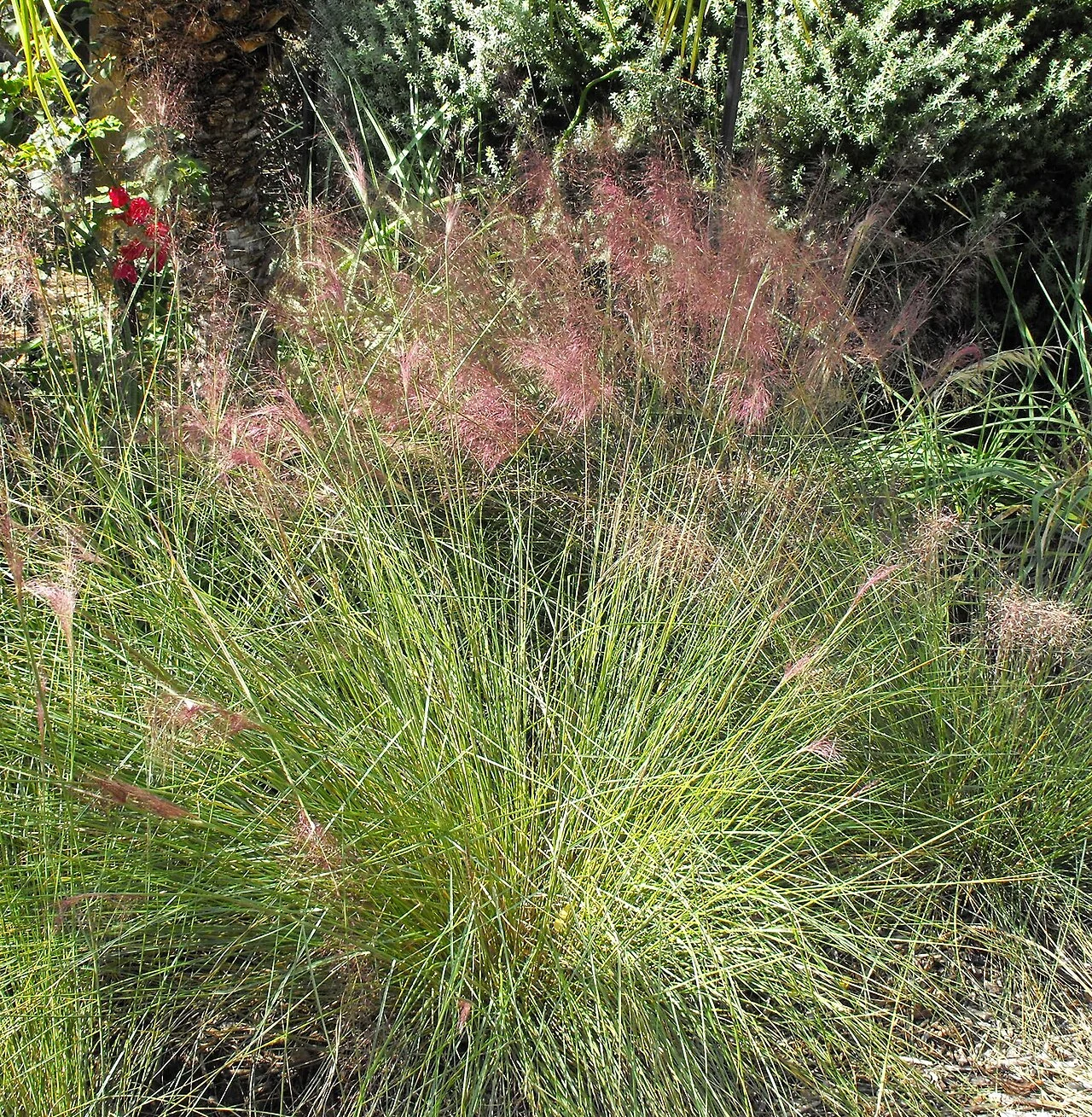 Pink muhly grass showing its fine foliage and airy seasonal flower stalks.