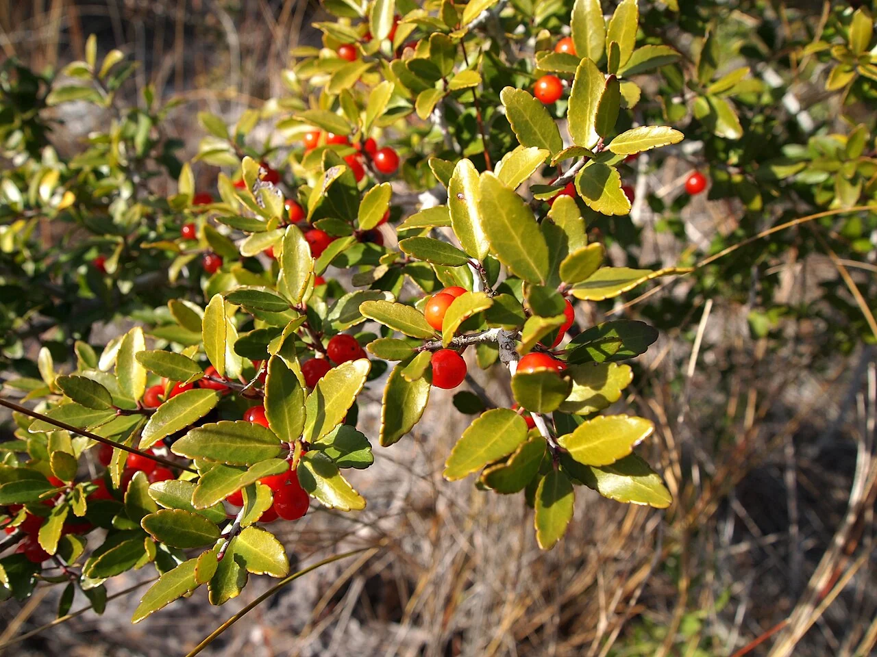 Yaupon holly's small evergreen leaves and red berries on a female plant.