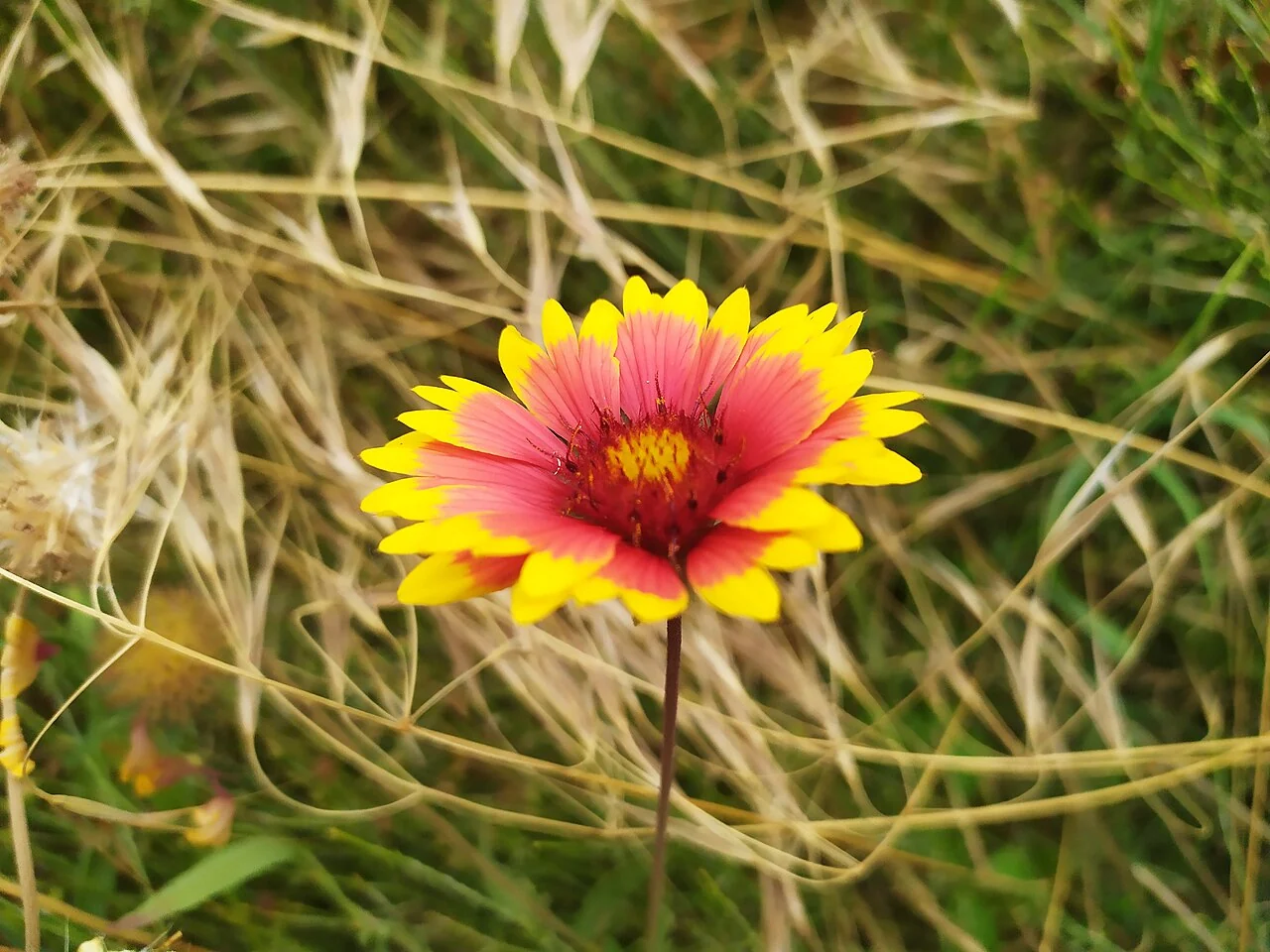 A red and yellow blanket flower bloom above its narrow green foliage.