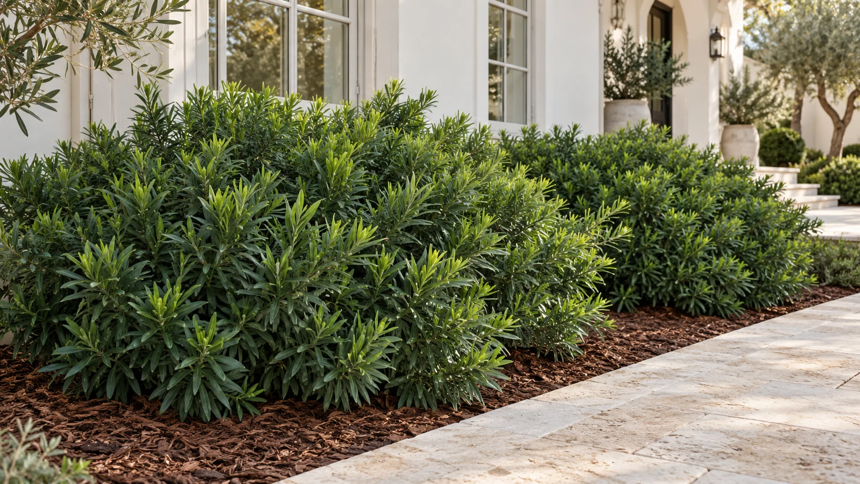 Illustrative planting concept with Pringles Dwarf Podocarpus