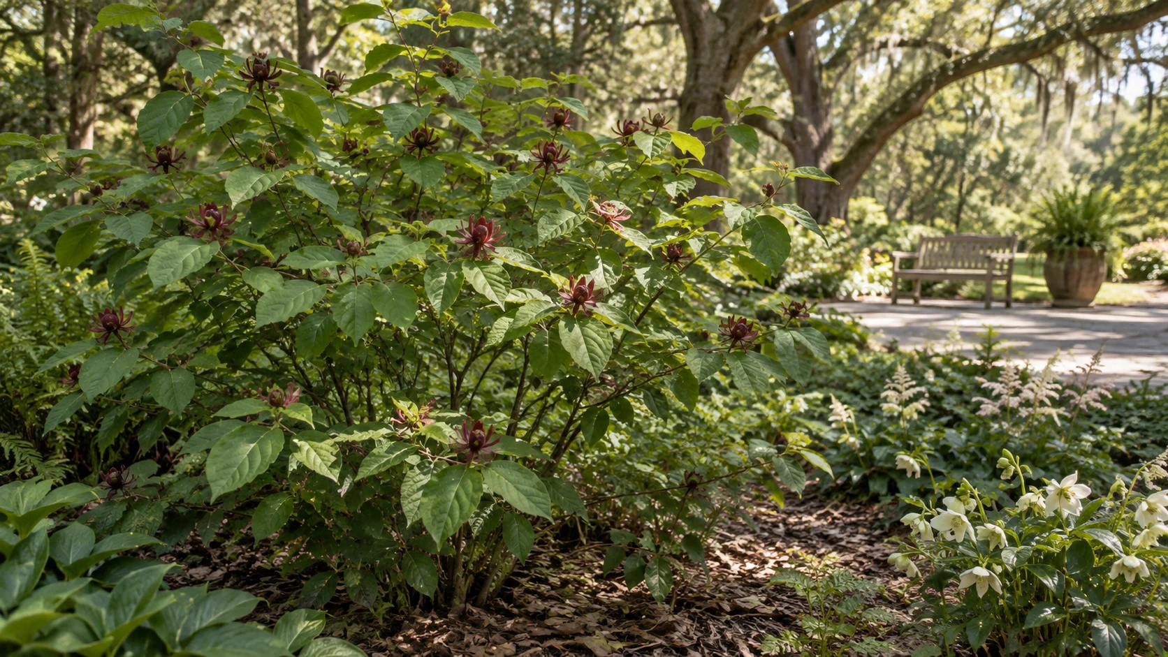 Illustrative planting concept with Carolina Allspice