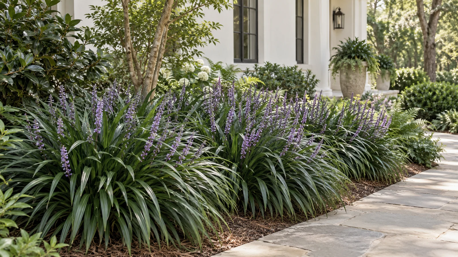 Illustrative planting concept with Emerald Goddess Liriope