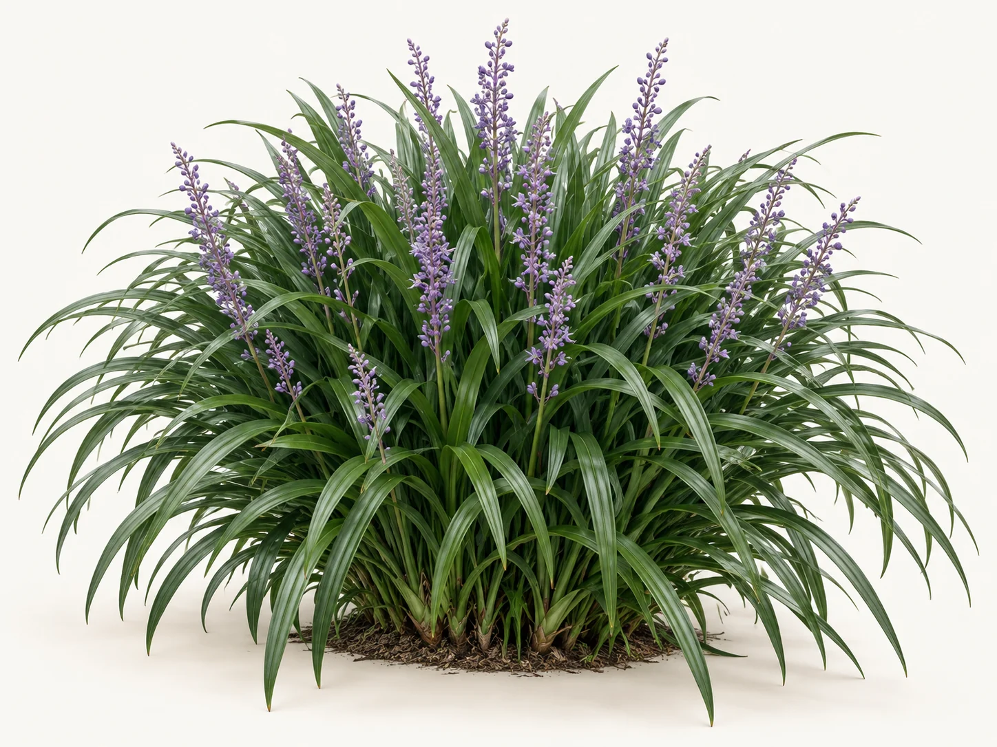 Illustrative whole-plant form of Emerald Goddess Liriope