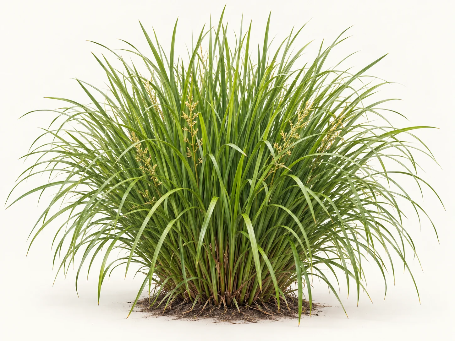 Illustrative whole-plant form of Katrinus Lomandra
