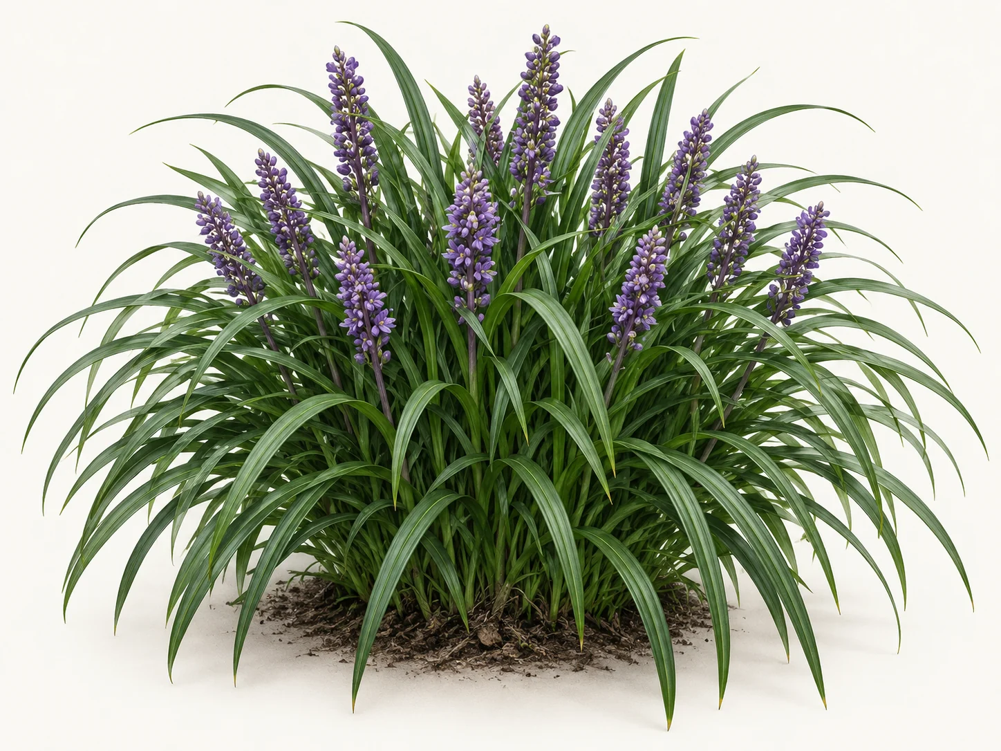 Illustrative whole-plant form of Big Blue Liriope