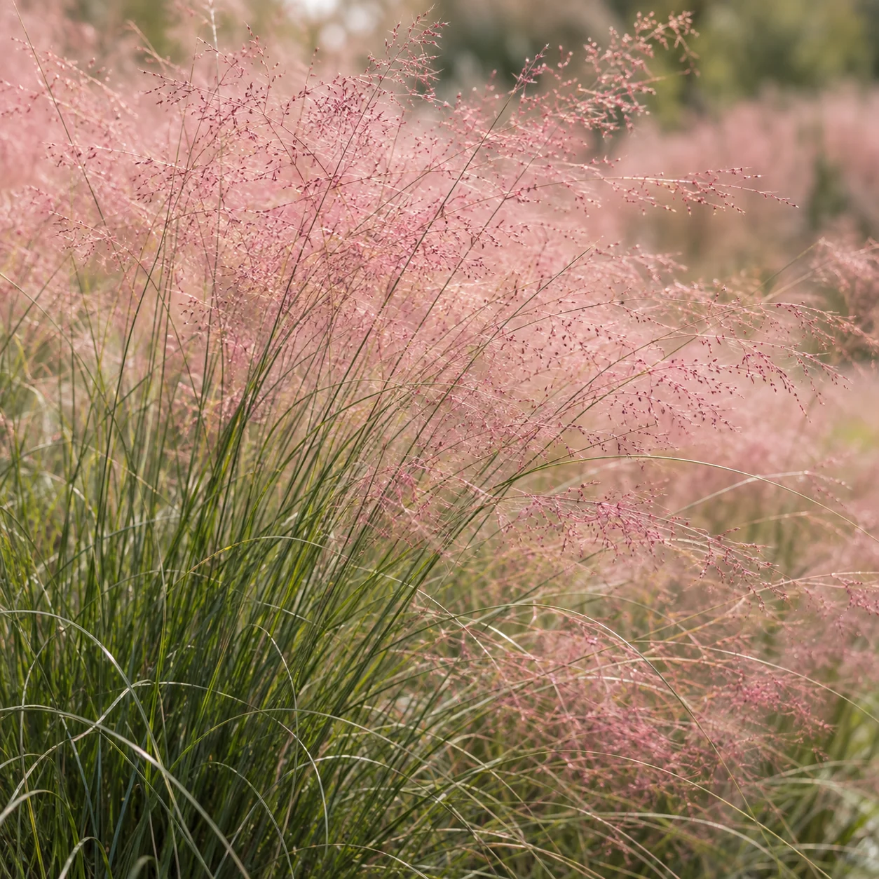 Illustrative foliage and seasonal detail of Pink Muhly Grass
