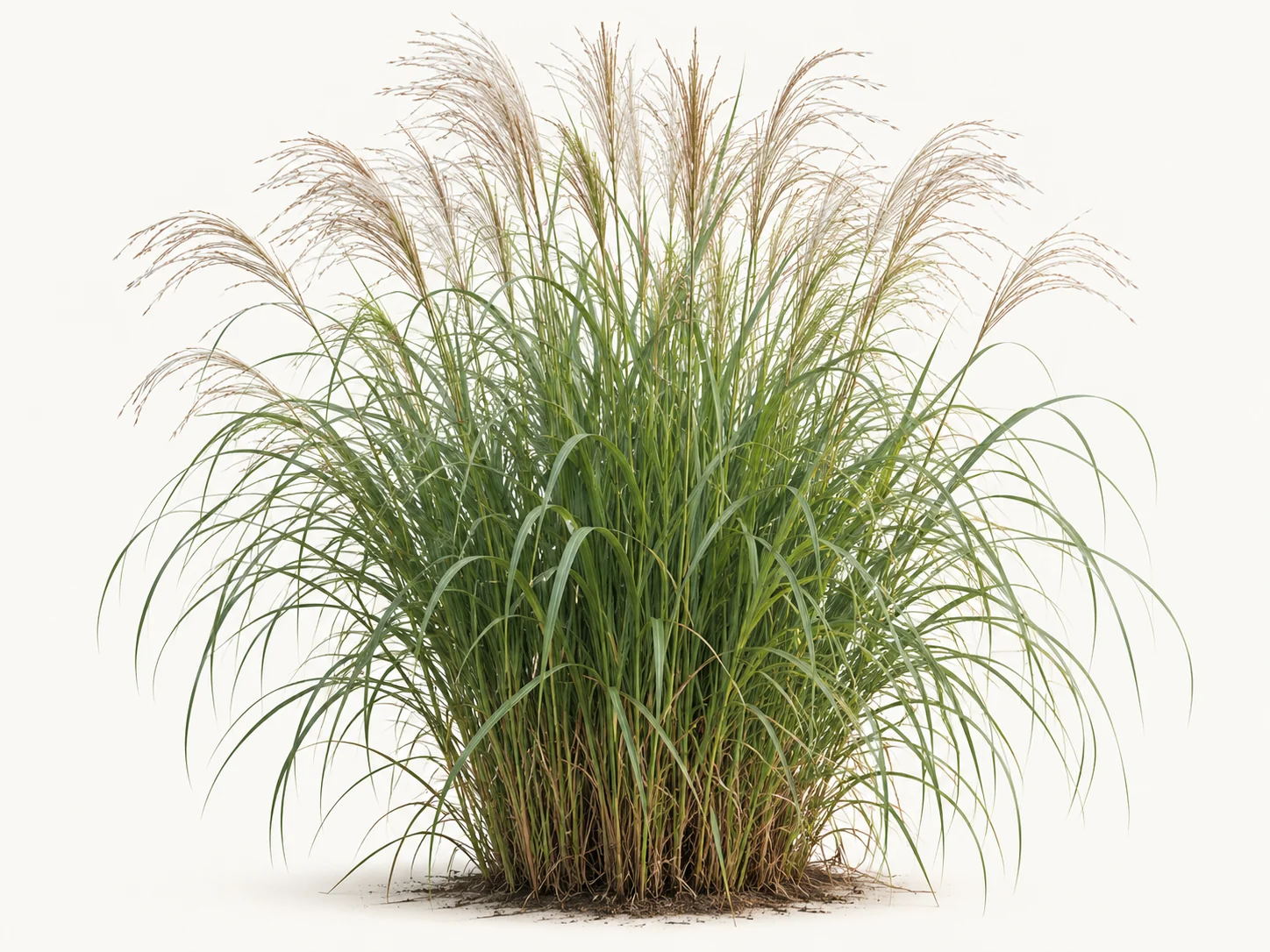 Illustrative whole-plant form of Miscanthus / Maiden Grass