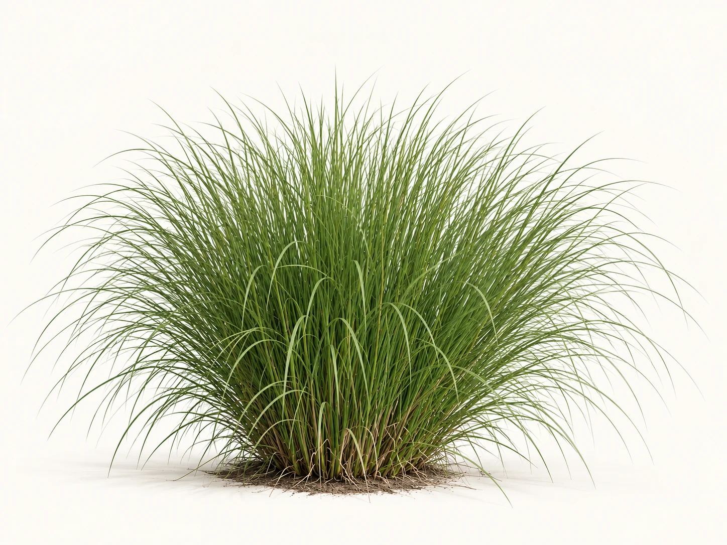 Illustrative whole-plant form of Pink Muhly Grass