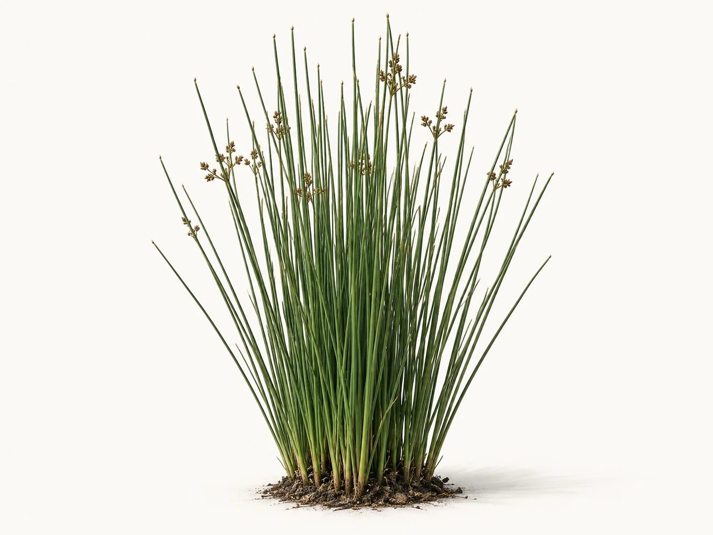 Illustrative whole-plant form of Soft Rush