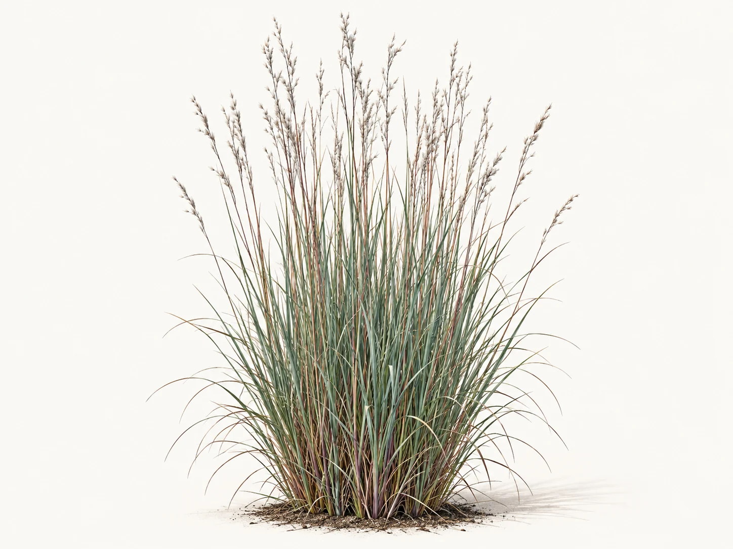 Illustrative whole-plant form of Little Bluestem