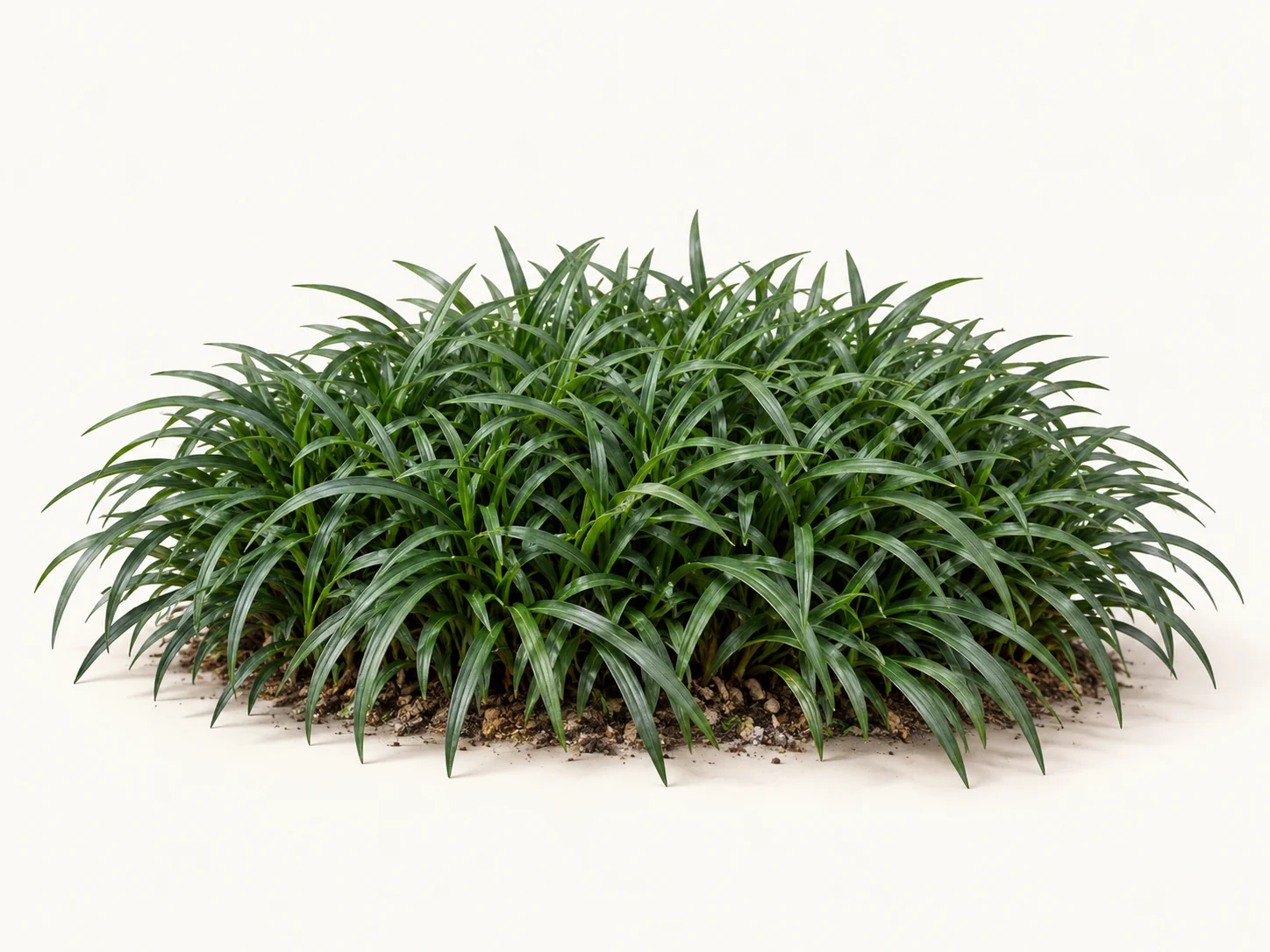 Illustrative whole-plant form of Dwarf Mondo Grass