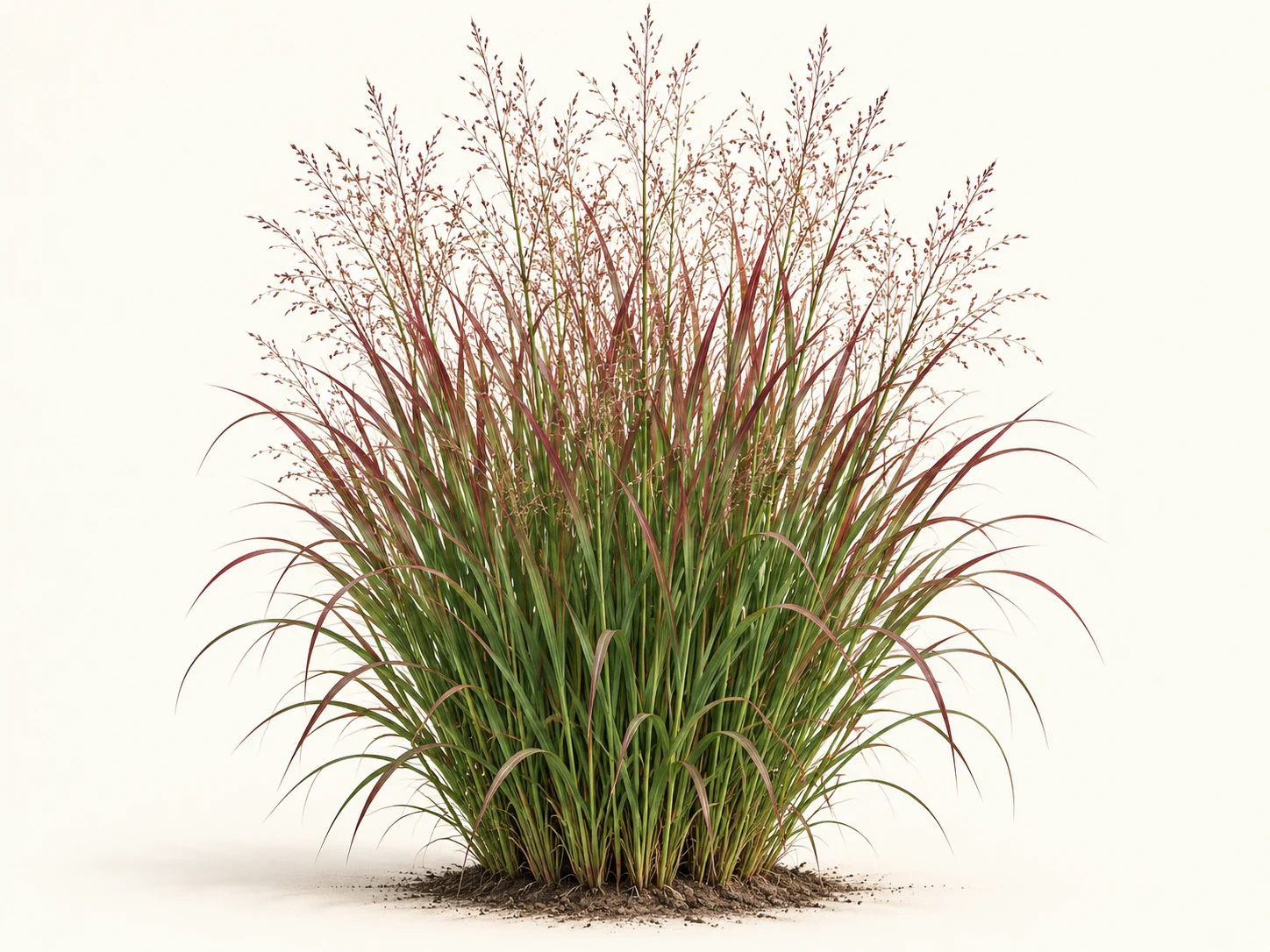 Illustrative whole-plant form of Shenandoah Switchgrass