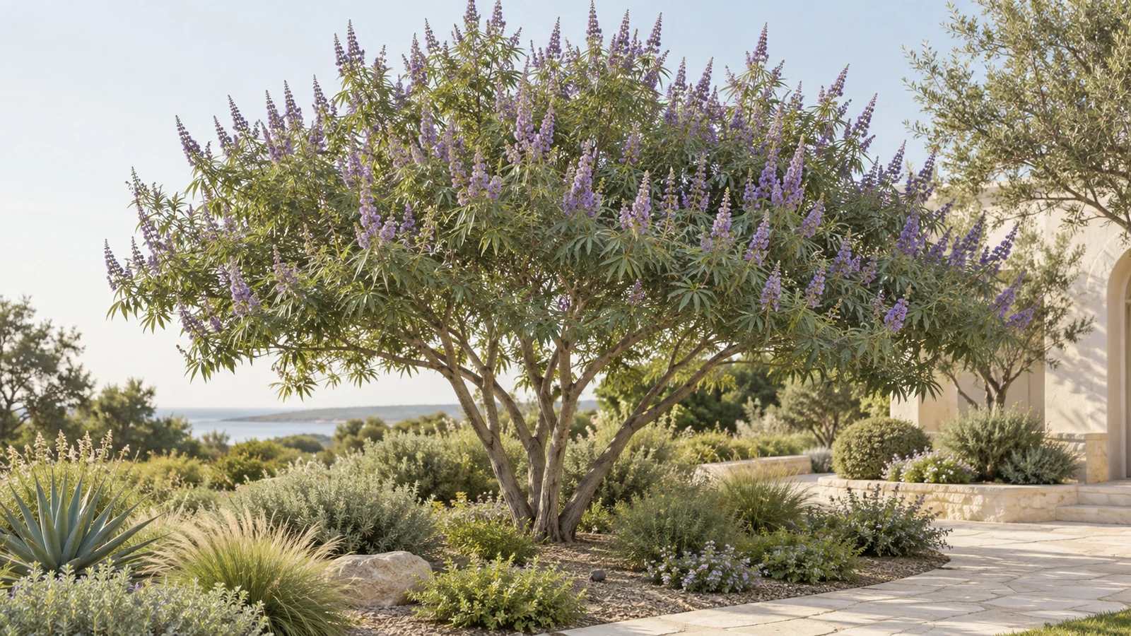 Illustrative planting concept with Vitex / Chastetree