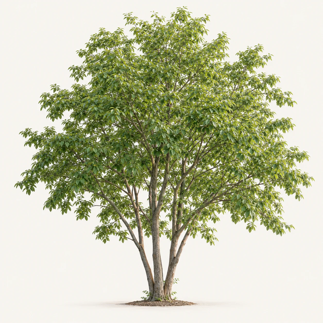 Illustrative whole-plant form of American Fringetree