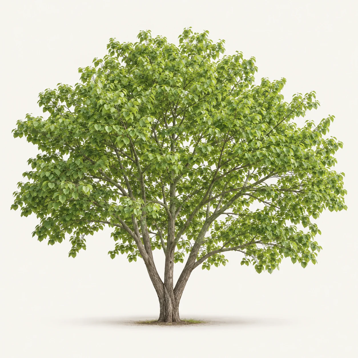 Illustrative whole-plant form of Eastern Redbud