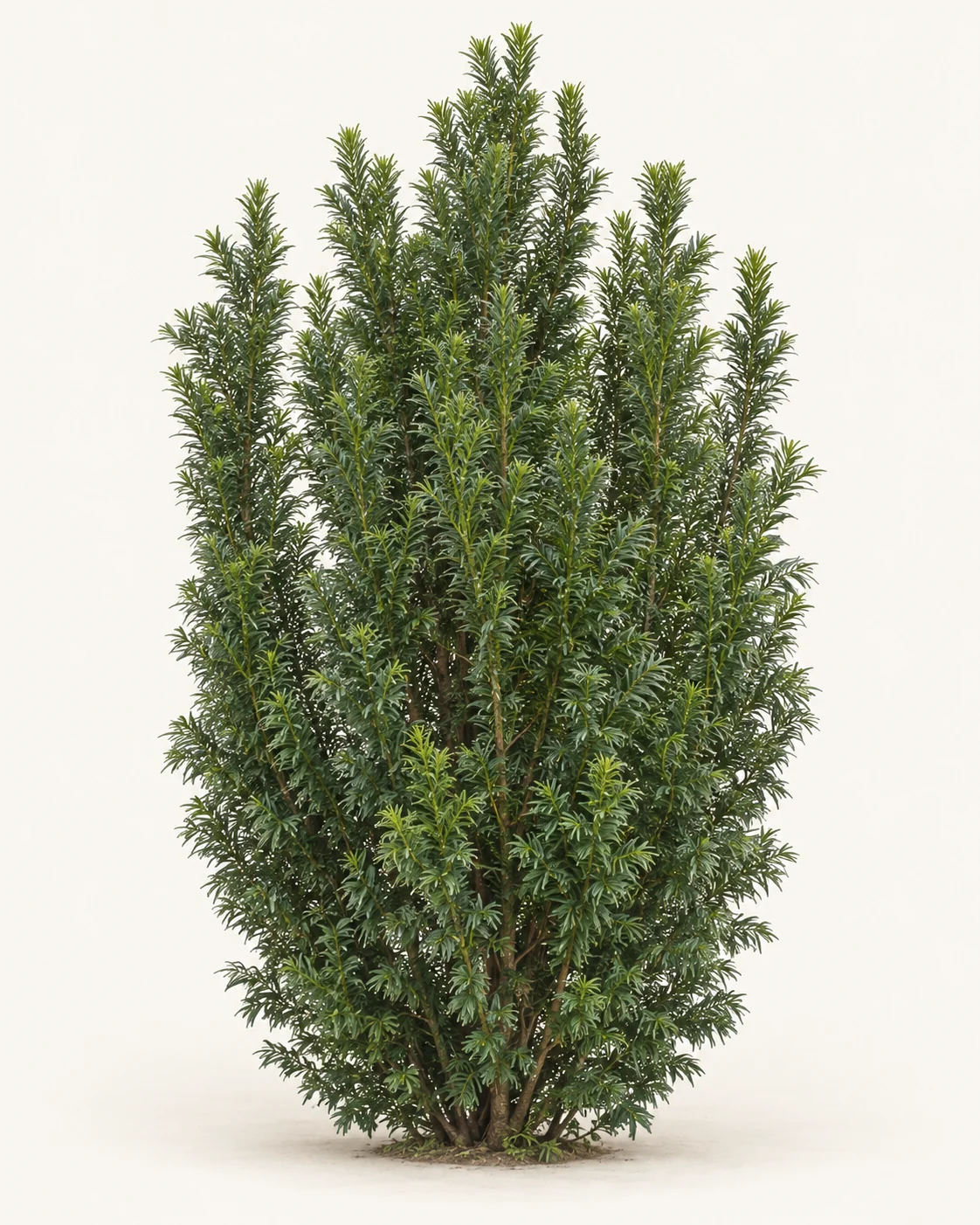 Illustrative whole-plant form of Upright Japanese Plum Yew