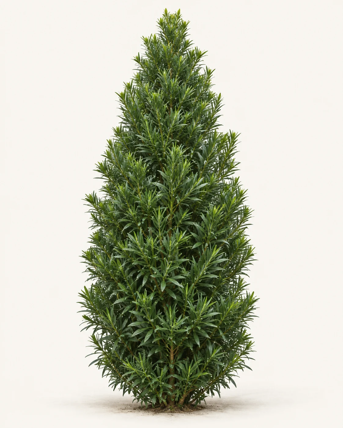 Illustrative whole-plant form of Maki Podocarpus