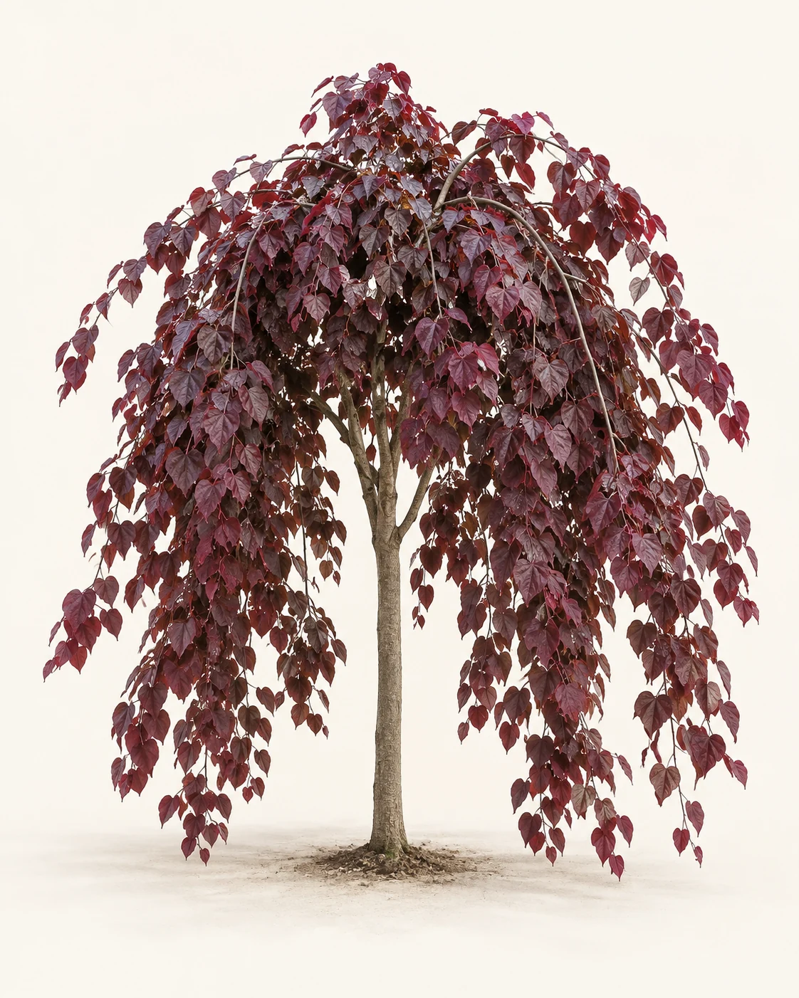 Illustrative whole-plant form of Ruby Falls Redbud