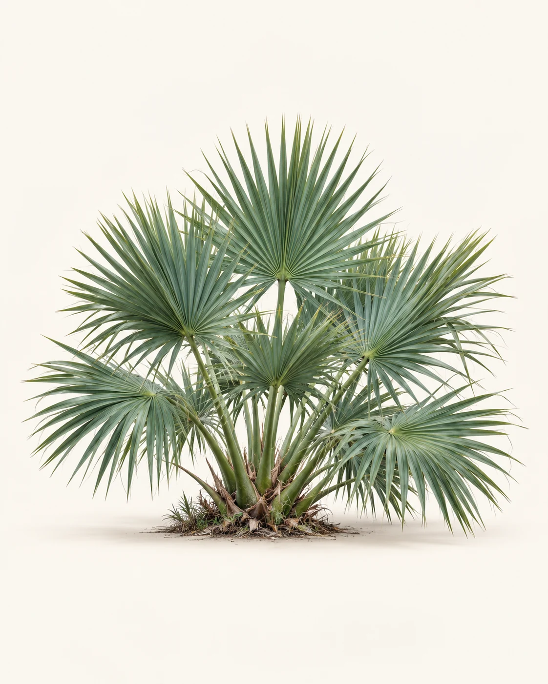 Illustrative whole-plant form of Dwarf Palmetto
