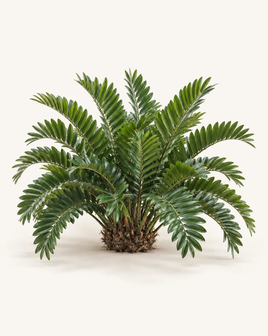 Illustrative whole-plant form of Coontie